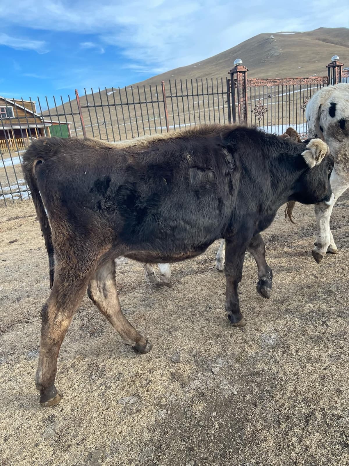 Идэшний үхэр /Өрөөл үхэр шүдлэн/ - Зураг 1